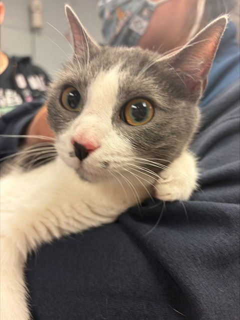 ALICIA - Domestic Short Hair available for adoption