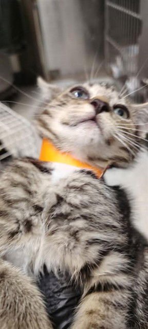 BRIELLE - Domestic Short Hair available for adoption