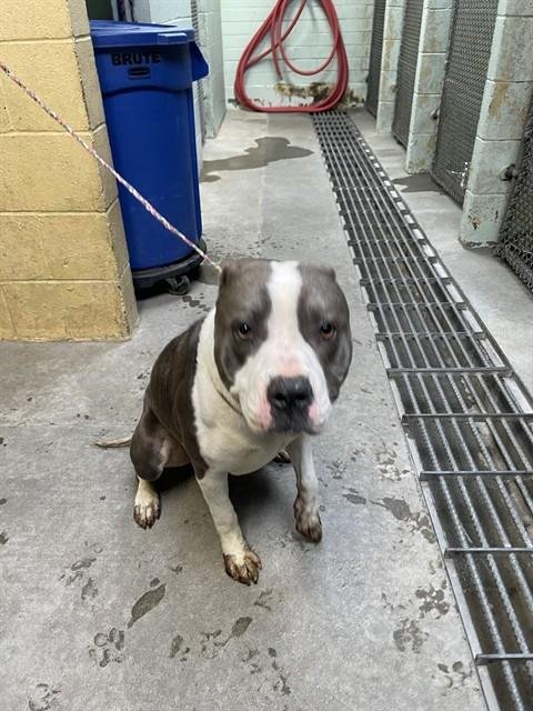 KYLE - Pit Bull Terrier for adoption in Stockton