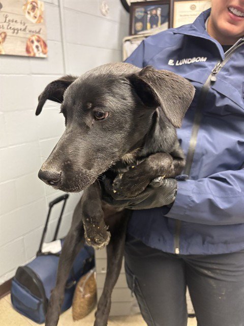 JUSTICE - Doberman Pinscher available for adoption