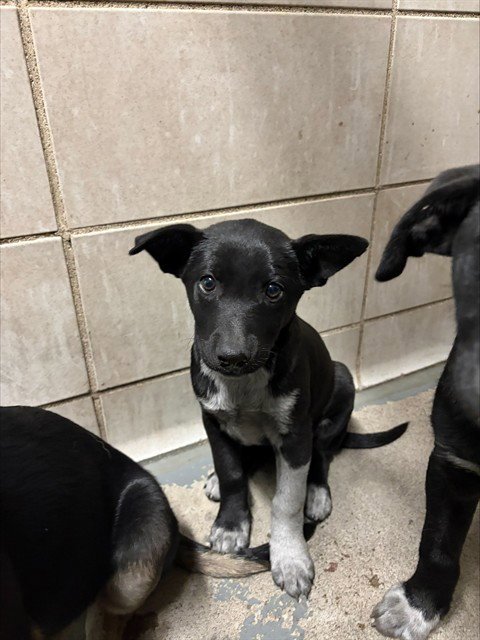 FEZ - German Shepherd Dog available for adoption