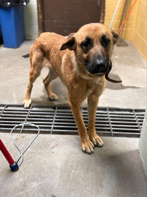 ADDIE - German Shepherd Dog available for adoption