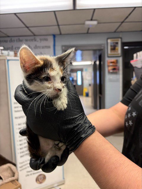 SUSHI - Domestic Short Hair available for adoption