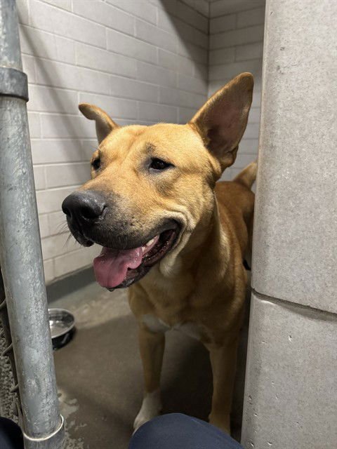 SINBAD - German Shepherd Dog available for adoption