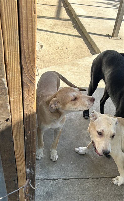 WETTA - Pit Bull Terrier available for adoption