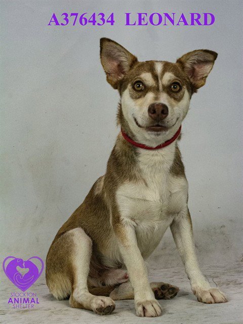 LEONARD - Alaskan Klee Kai available for adoption
