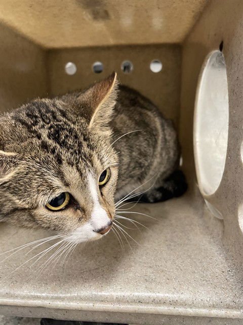 SAPPHIRE - Domestic Short Hair available for adoption