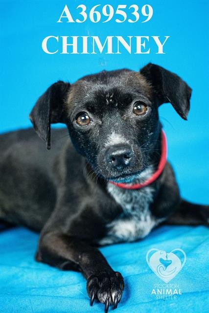 CHIMNEY - Chihuahua available for adoption