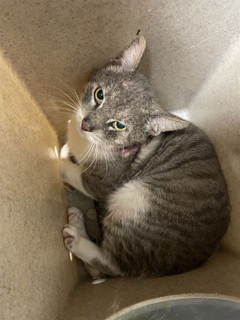 A372617 - Domestic Short Hair available for adoption