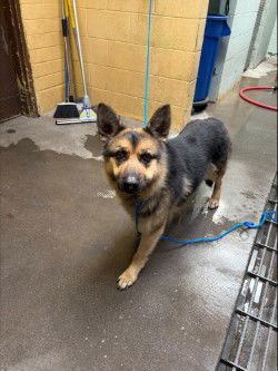 DISNEY - German Shepherd Dog available for adoption