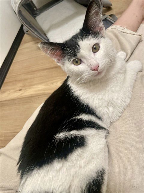 DICE - Domestic Short Hair available for adoption