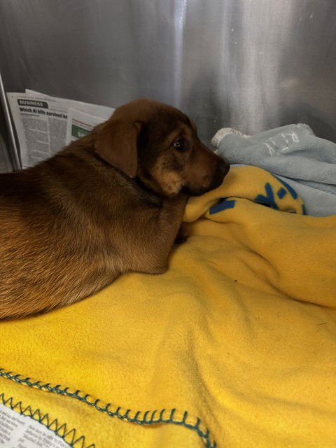 PERDITA - German Shepherd Dog available for adoption