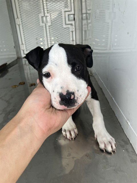 BB ZEUS - Pit Bull Terrier available for adoption