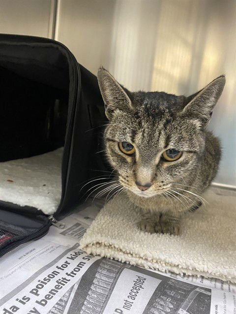 SERAPHINA - Domestic Short Hair available for adoption