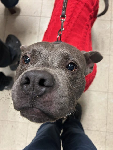 BUDDY - Pit Bull Terrier available for adoption