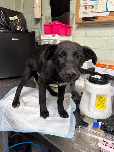KEESHA - Border Collie available for adoption