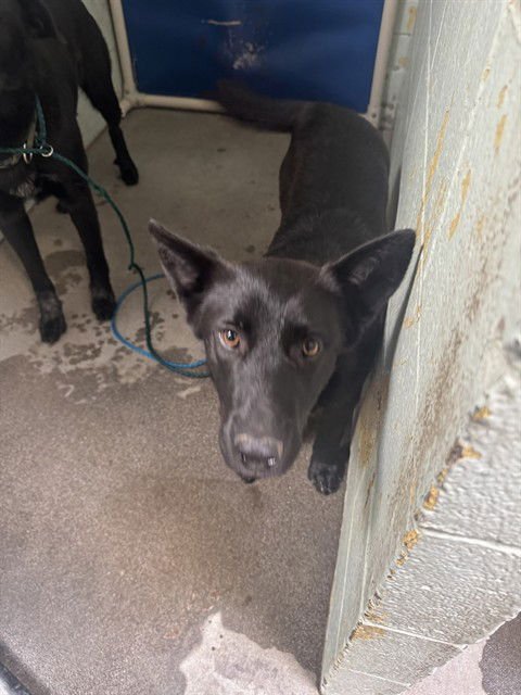 PANKY - German Shepherd Dog available for adoption