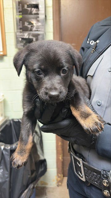 ANNIE - Rottweiler available for adoption