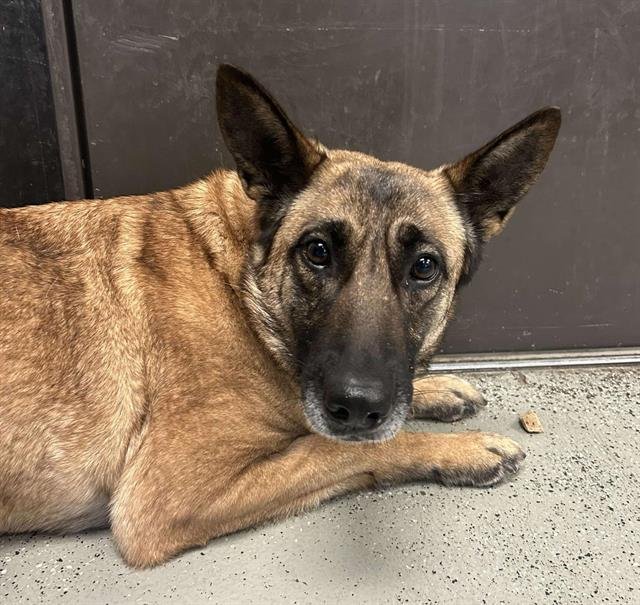 NALA - Belgian Shepherd Malinois available for adoption
