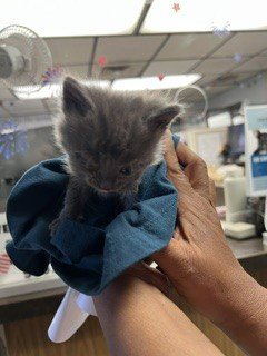 GRAYSON - Domestic Medium Hair available for adoption
