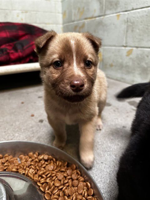 POPPIE - Siberian Husky / German Shepherd Dog available for adoption