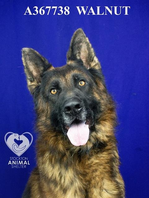 WALNUT - German Shepherd Dog available for adoption