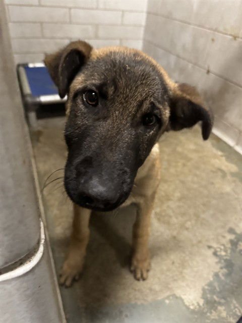 TRACKR - German Shepherd Dog available for adoption