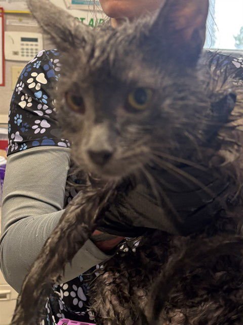 ASHES - Russian Blue available for adoption