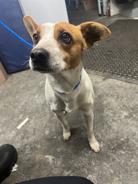 BENJI - Terrier available for adoption