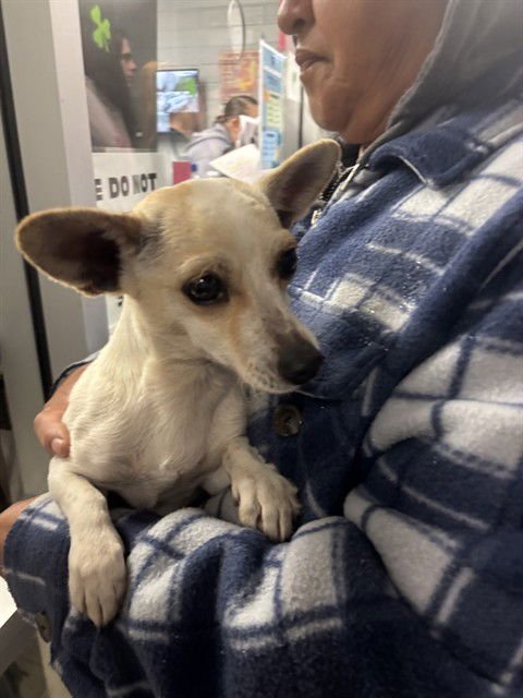 A372025 - Terrier available for adoption