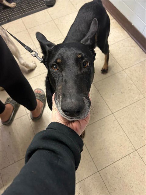 APPLE - Doberman Pinscher available for adoption