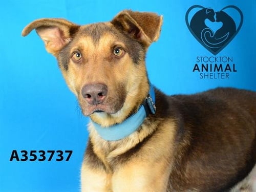 PERCH - German Shepherd Dog available for adoption