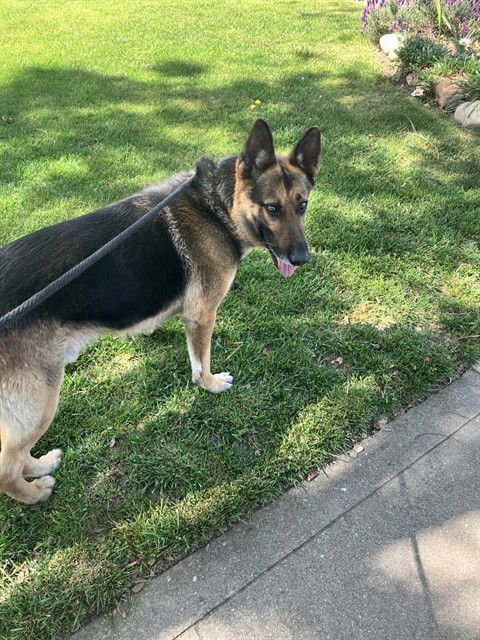 RALPH - German Shepherd Dog available for adoption