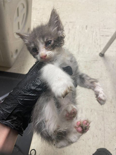 BLAZE - Domestic Long Hair available for adoption