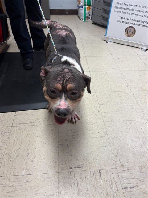 TINKERBELL - Pit Bull Terrier available for adoption