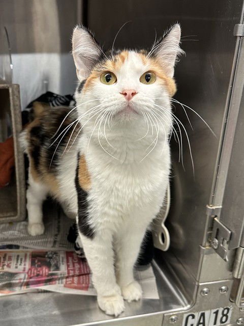 CHOLULA - Domestic Short Hair available for adoption