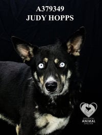 JUDY HOPPS - Photo 1