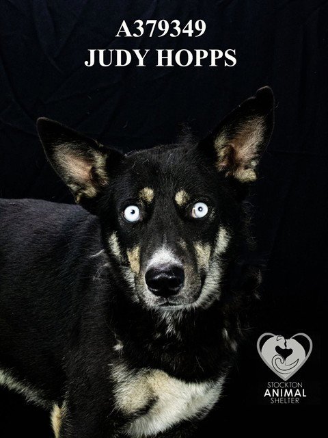 JUDY HOPPS - Siberian Husky available for adoption