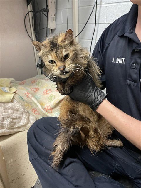 BAILEY - Domestic Long Hair available for adoption