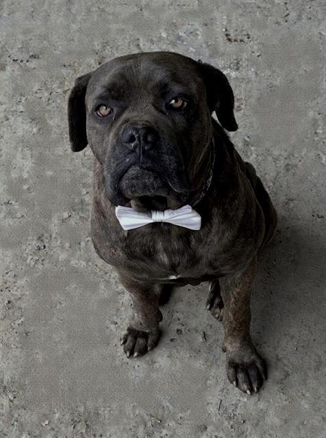 WALTER - Cane Corso Mastiff available for adoption