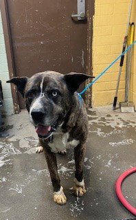 SIMBA - Mastiff / Siberian Husky available for adoption