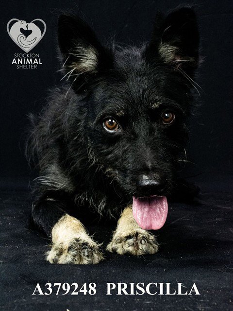 PRISCILLA Image