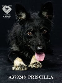 PRISCILLA - Photo 1