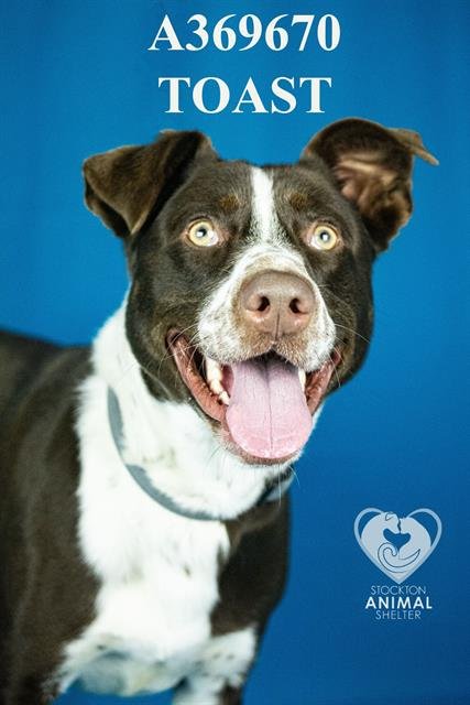 TOAST - Border Collie available for adoption