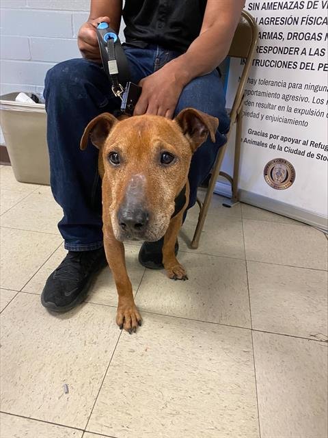 MAX - Terrier available for adoption