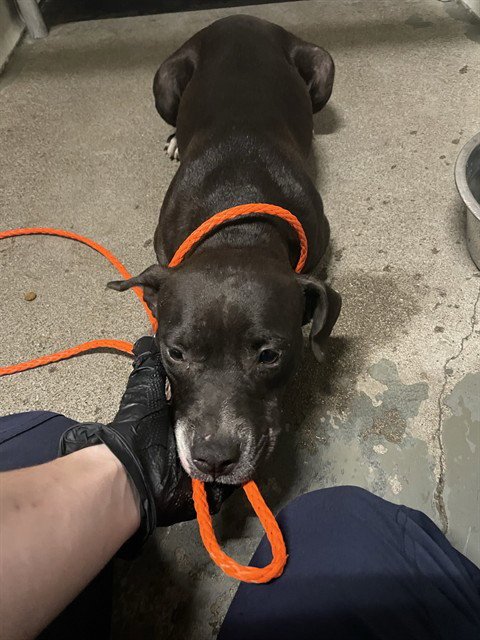 BIGGINS - Pit Bull Terrier available for adoption