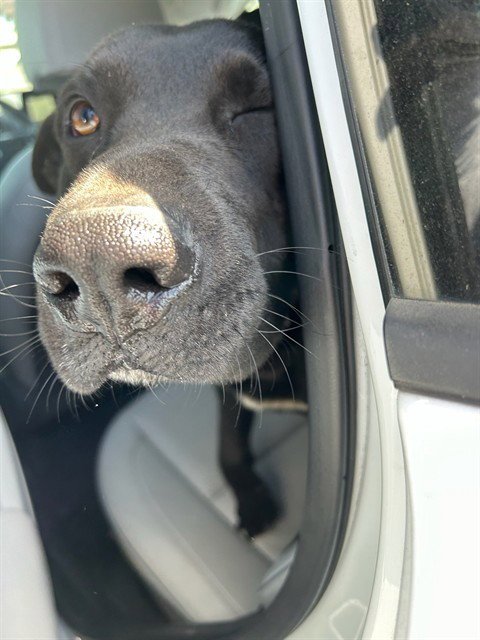 JELLYBEAN - German Shepherd Dog / Australian Kelpie available for adoption