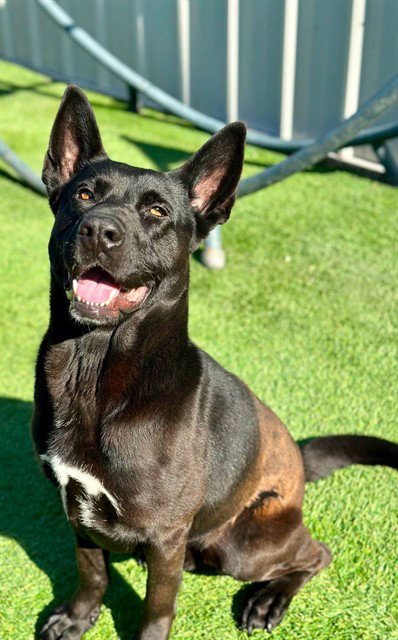 JELLYBEAN - German Shepherd Dog / Australian Kelpie available for adoption