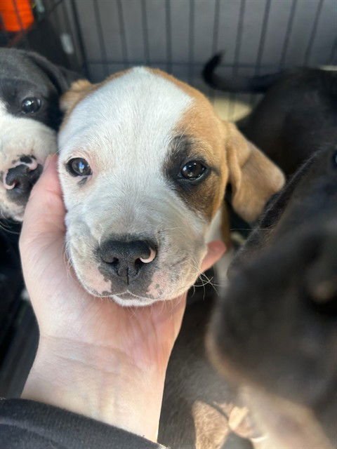 PANCAKE - Beagle / Labrador Retriever available for adoption