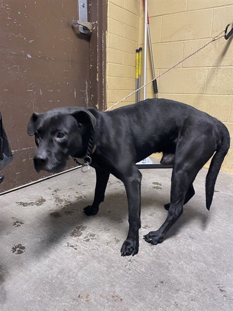 TITO - Pit Bull Terrier available for adoption